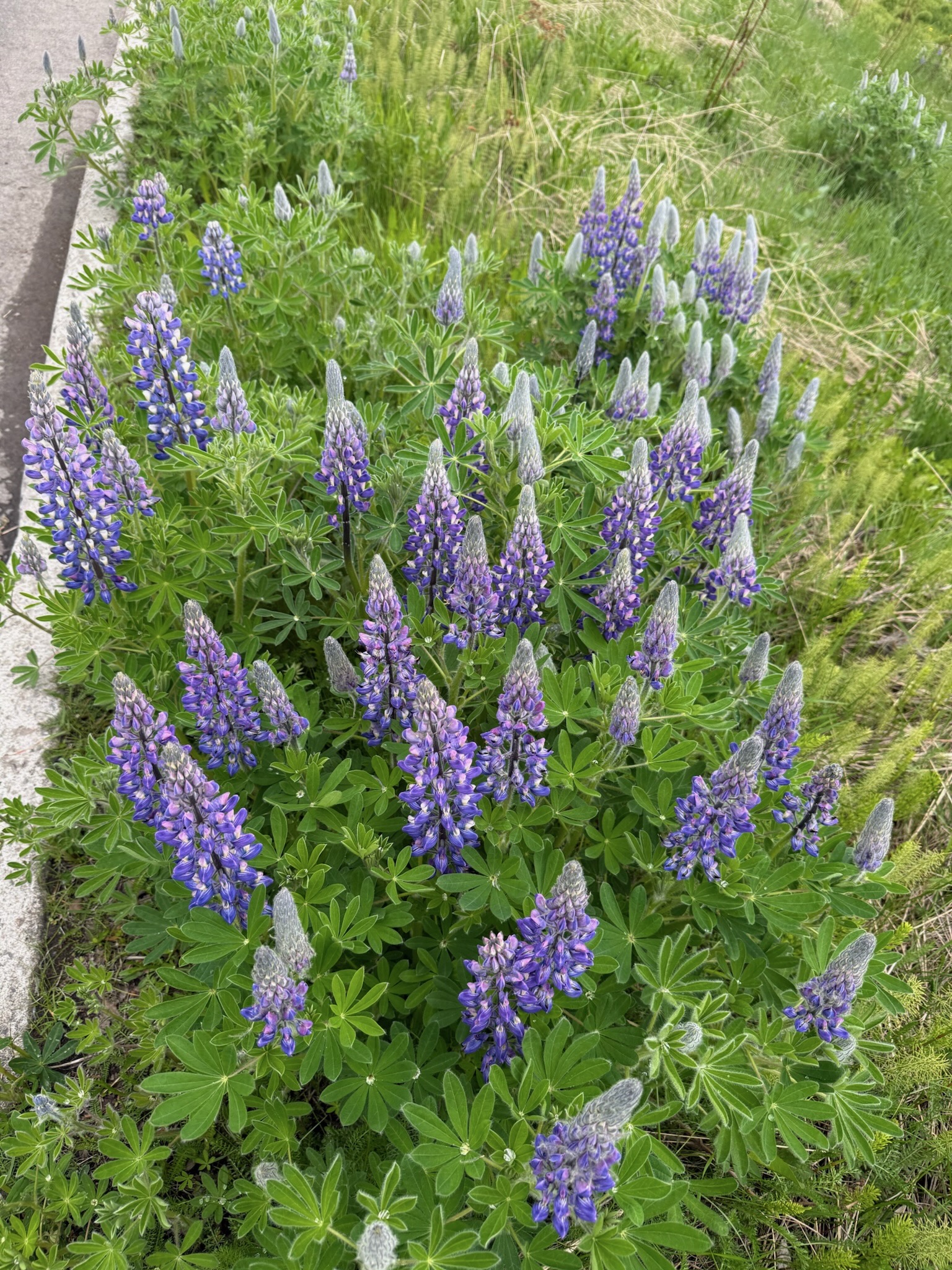 Lupines are an invasive flower to Iceland, but have become an iconic and beautiful part of its landscape