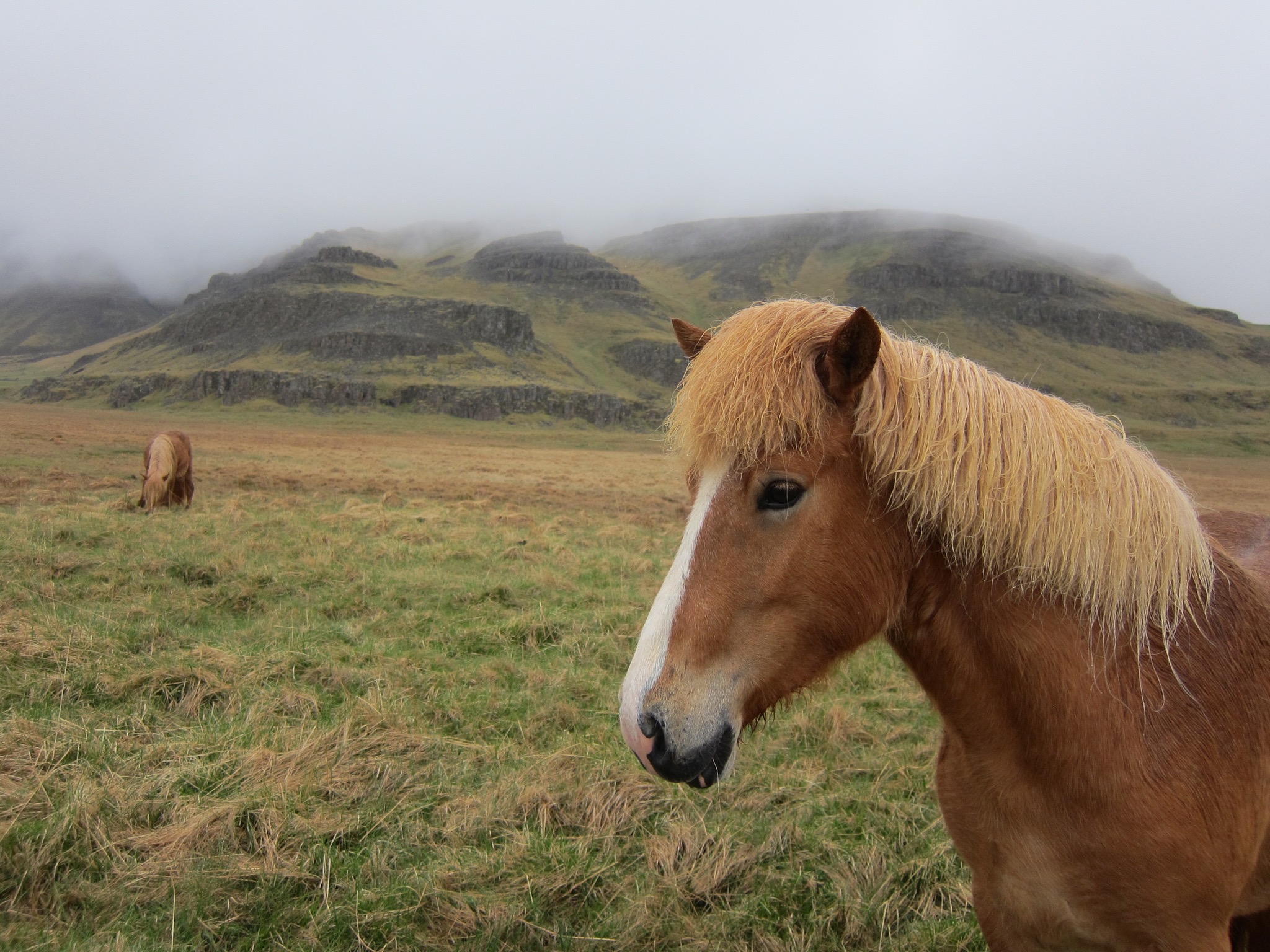 Horses on the side of the road
